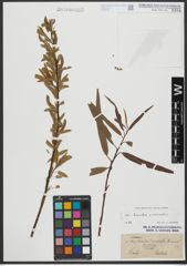 Foto von Salix triandra L. x Salix viminalis L.